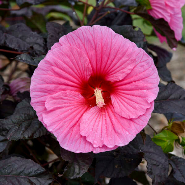 Hibiscus Edge of Night PW#2
