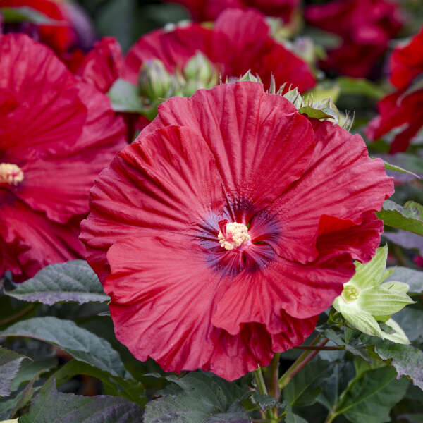 Hibiscus Garnet Globes PW#2