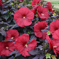 Hibiscus Holy Grail PW#2