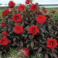 Hibiscus Midnight Marvel #2