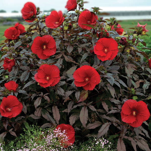 Hibiscus Midnight Marvel #2