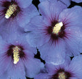Hibiscus syr Blue Satin TF  #10