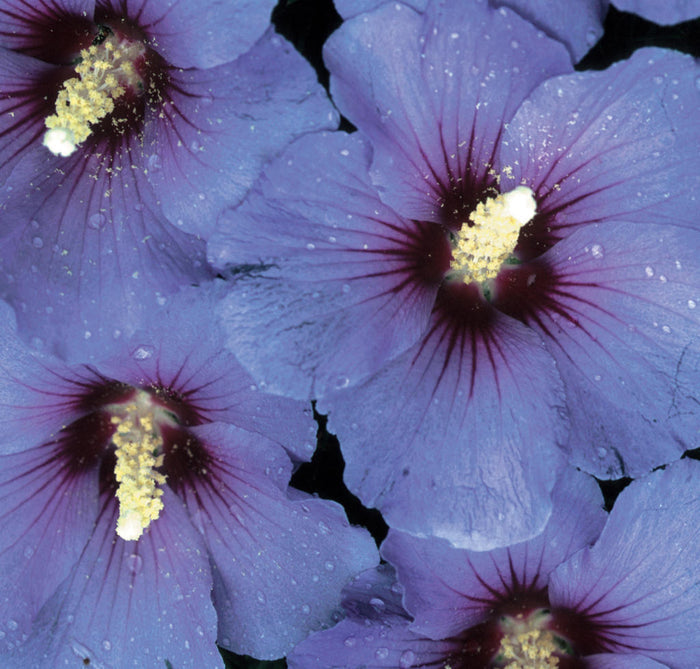 Hibiscus syr Blue Satin TF  #10