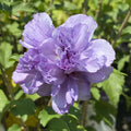 Hibiscus syr Blueberry Smoothie #3