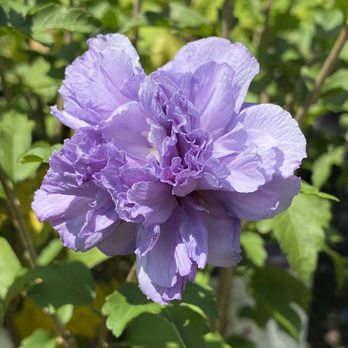Hibiscus syr Blueberry Smoothie #3