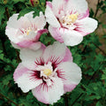 Hibiscus syr Fiji #2
