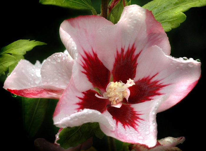 Hibiscus syr Hamabo #2