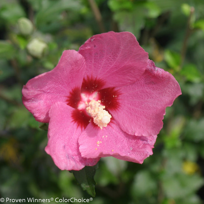 Hibiscus syr Lil Kim Red #3