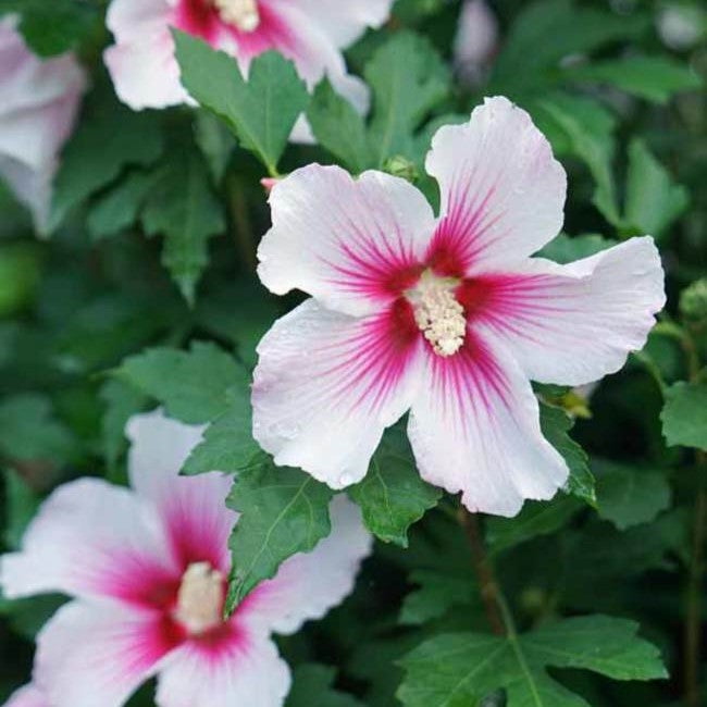 Hibiscus syr Paraplu Pink Ink #3