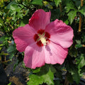 Hibiscus syr Paraplu Rouge #3