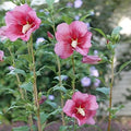 Hibiscus syr Red Pillar #3