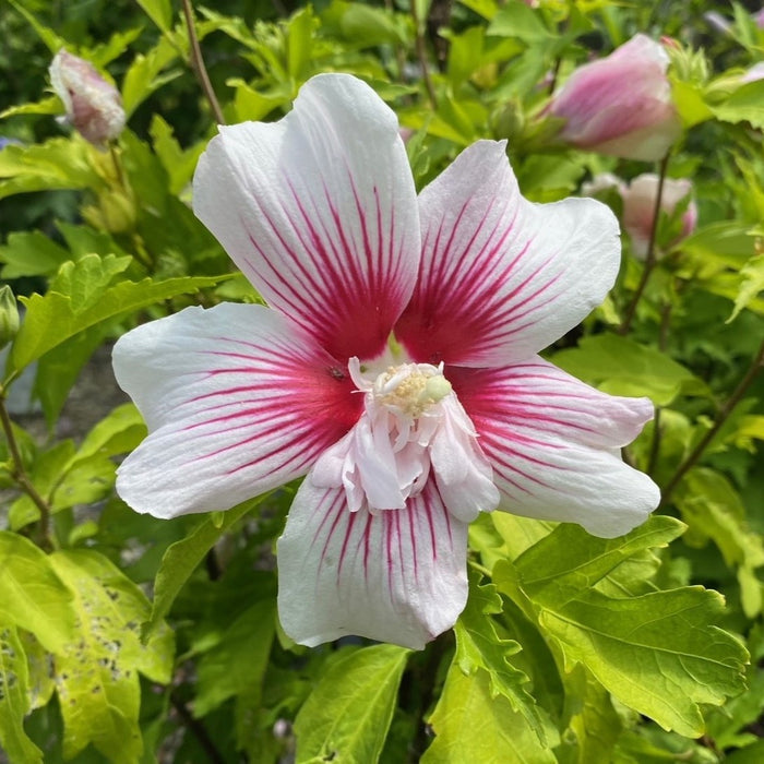 Hibiscus syr Starblast Chiffon #3