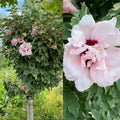 Hibiscus syr Sugar Tip TF #7