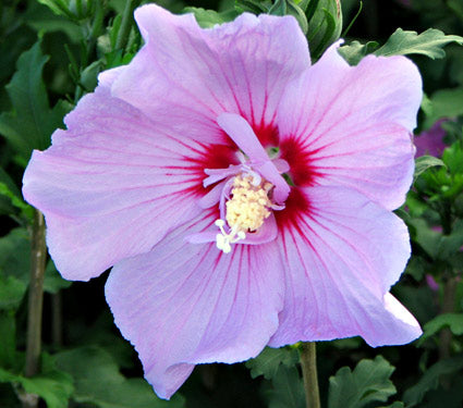 Hibiscus syr Tahiti #2