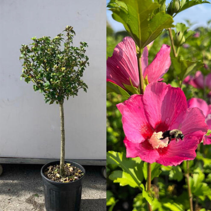Hibiscus syr Woodbridge #6 TF