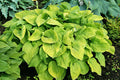 Hosta August Moon #1