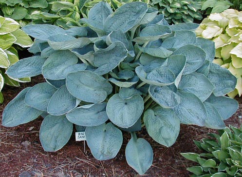 Hosta Big Daddy #1