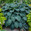 Hosta Blue Angel #1