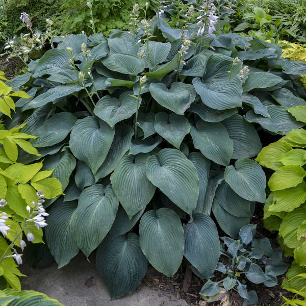 Hosta Blue Angel #1