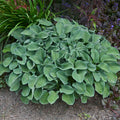 Hosta Blue Mouse Ears #1
