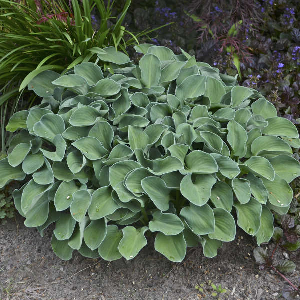 Hosta Blue Mouse Ears #1