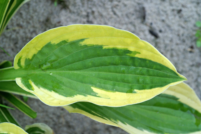 Hosta Brim Cup #1