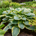 Hosta Gigantosaurus PW#1