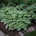 Hosta Ginko Craig #1