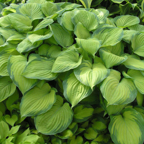 Hosta Guacamole #1