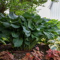 Hosta Krossa Regal #1