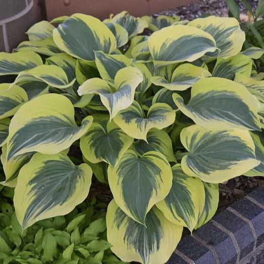 Hosta Liberty #1