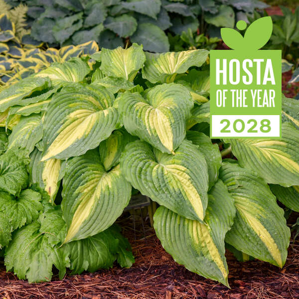 Hosta Love Story PW#1
