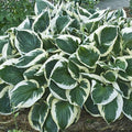 Hosta Minuteman #1