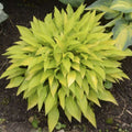 Hosta Munchkin Fire #1