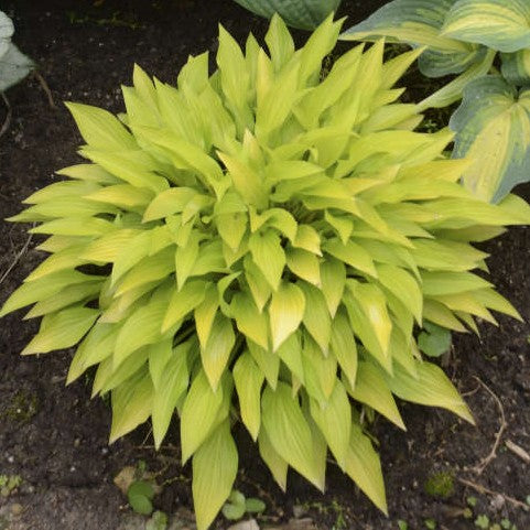 Hosta Munchkin Fire #1