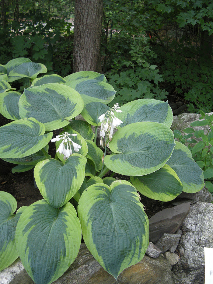 Hosta Olive Bailey Langdon #1