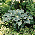 Hosta Regal Splendor #1