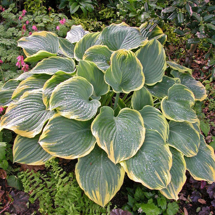 Hosta Sagae #1