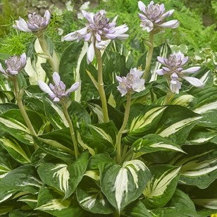 Hosta Sting #1