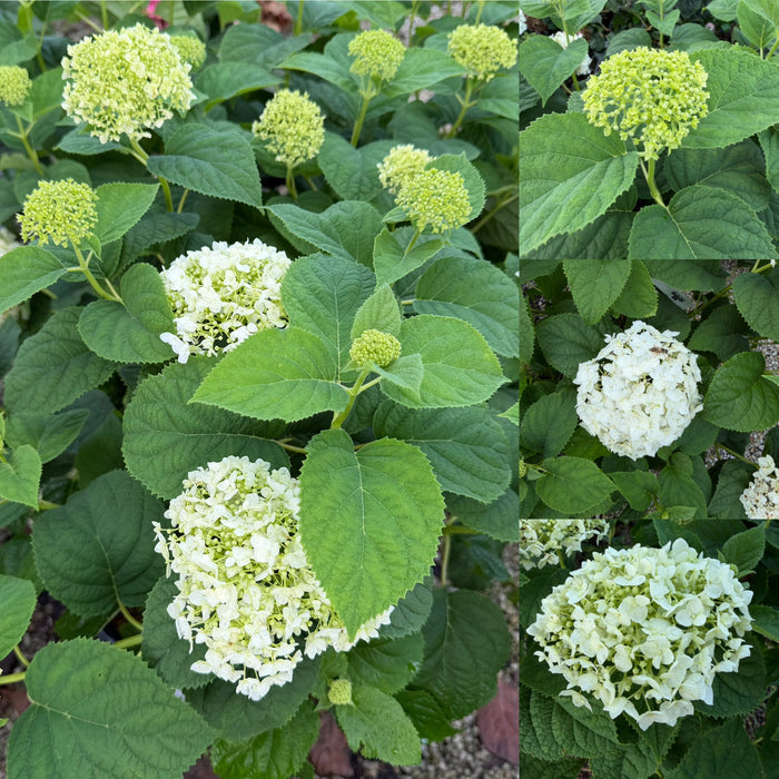 Hydrangea arb Invincibelle Improved Wee White 2.0 #3