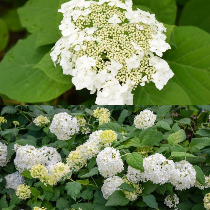 Hydrangea arborescens #3