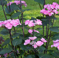 Hydrangea mac Abracadabra Star #3
