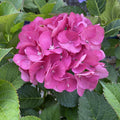 Hydrangea mac Akadama #2
