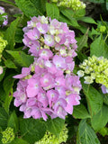 Hydrangea mac Azure Skies #3