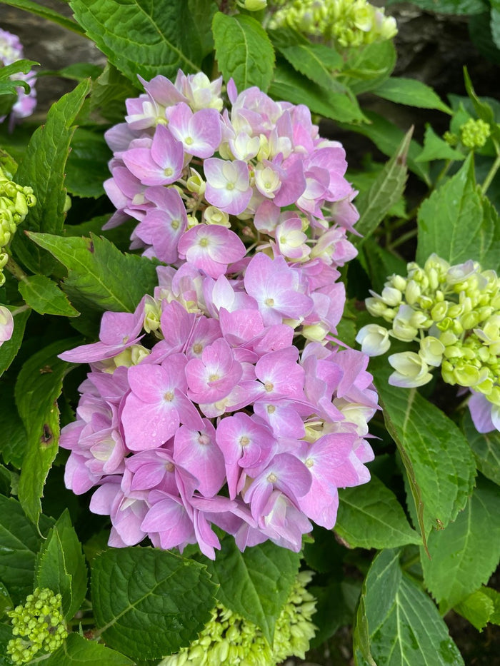 Hydrangea mac Azure Skies #3