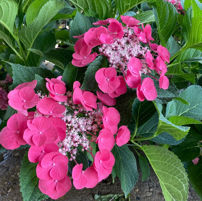 Hydrangea mac Cherry Explosion #3