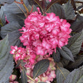 Hydrangea mac Eclipse #3