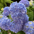 Hydrangea mac Endless Summer #2