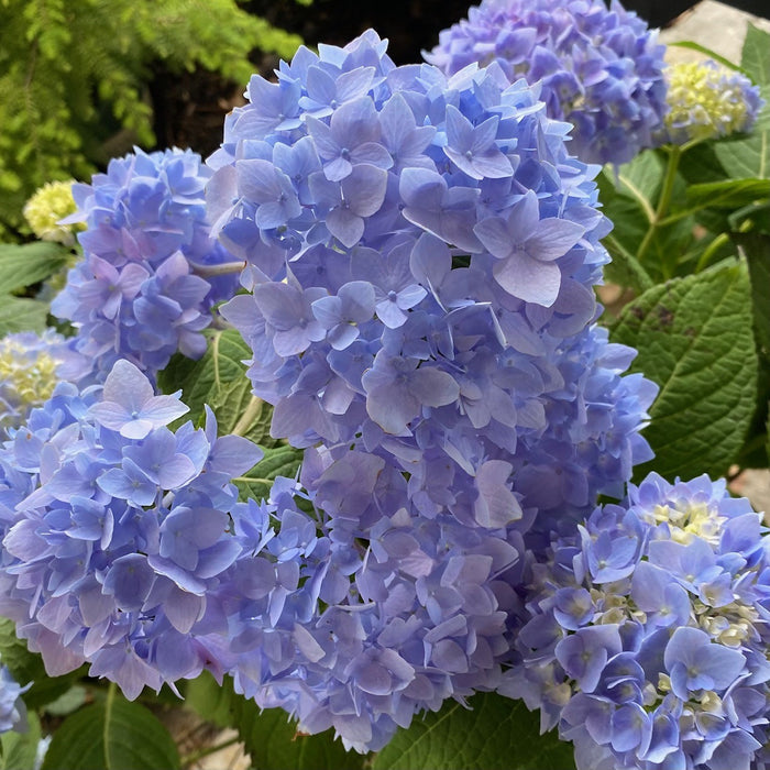 Hydrangea mac Endless Summer #2