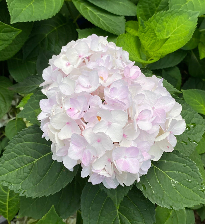 Hydrangea mac ES Blushing Bride #3